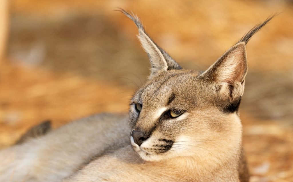 Caracal Cat Restingin Nature Wallpaper