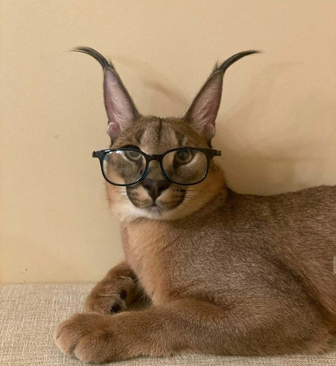 Caracal Cat Wearing Glasses Wallpaper