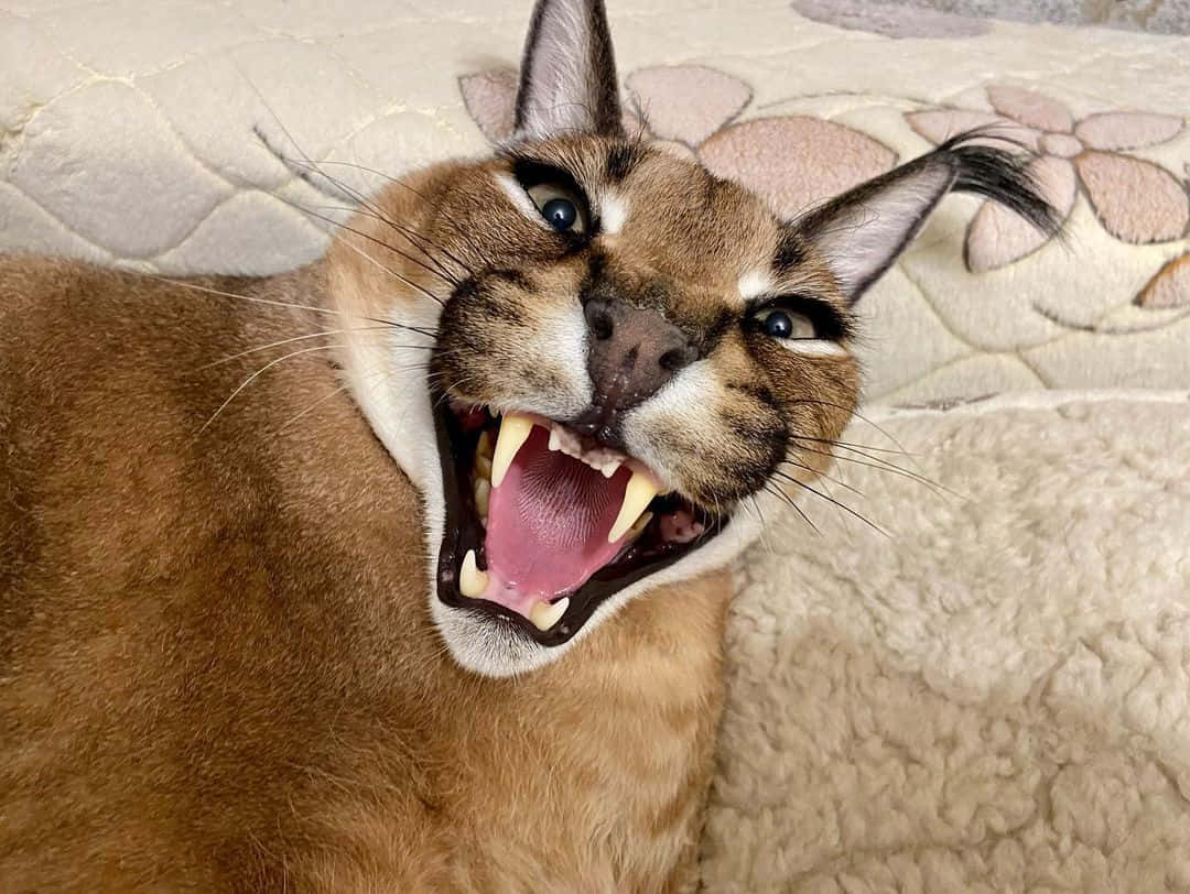 Caracal Cat Yawning Closeup.jpg Wallpaper