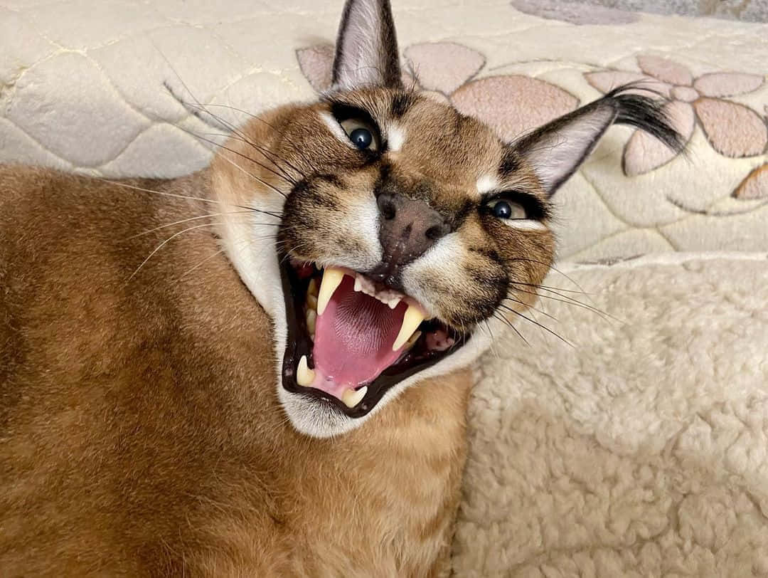 Caracal Cat Yawning Closeup Wallpaper