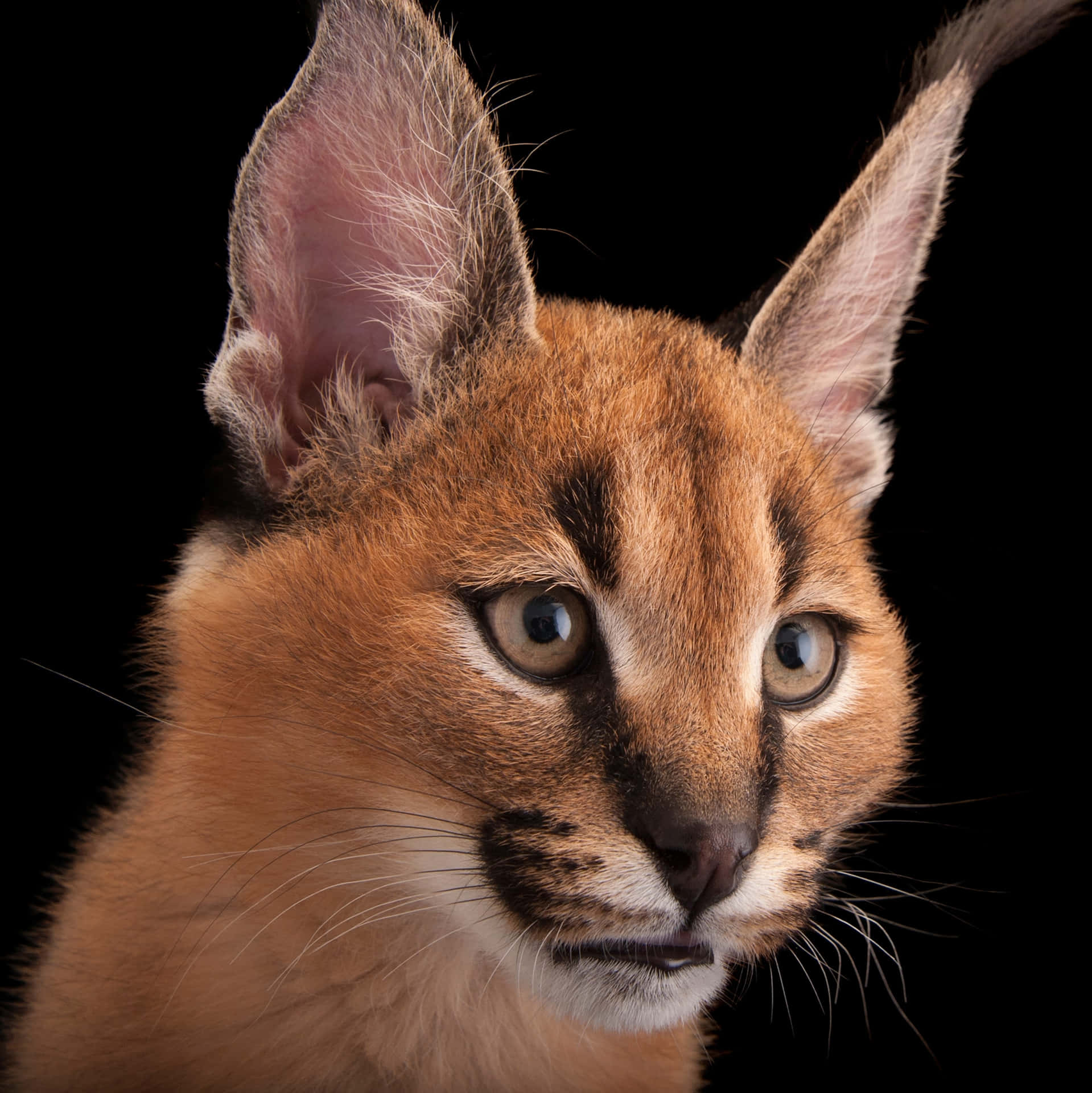 Caracal Close Up Portrait Wallpaper