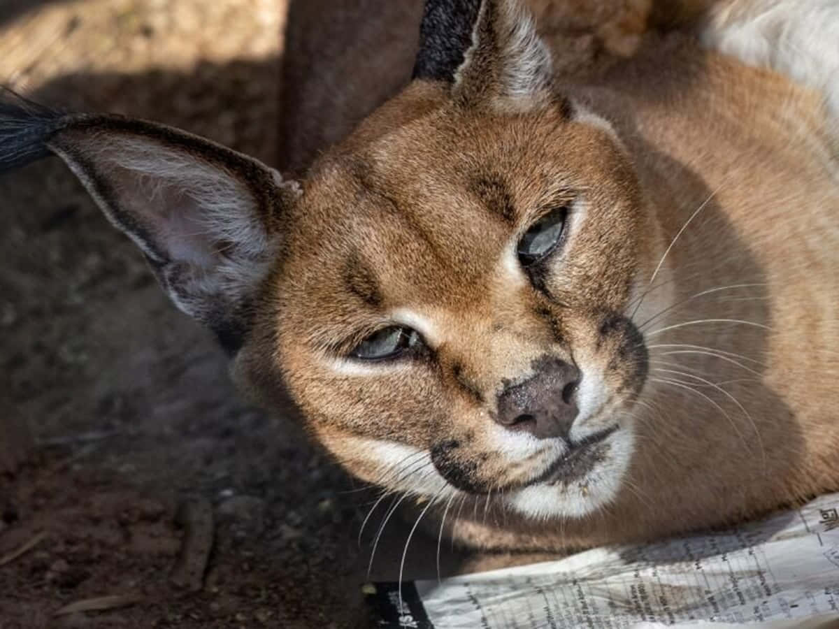 Caracal Close Up Portrait Wallpaper