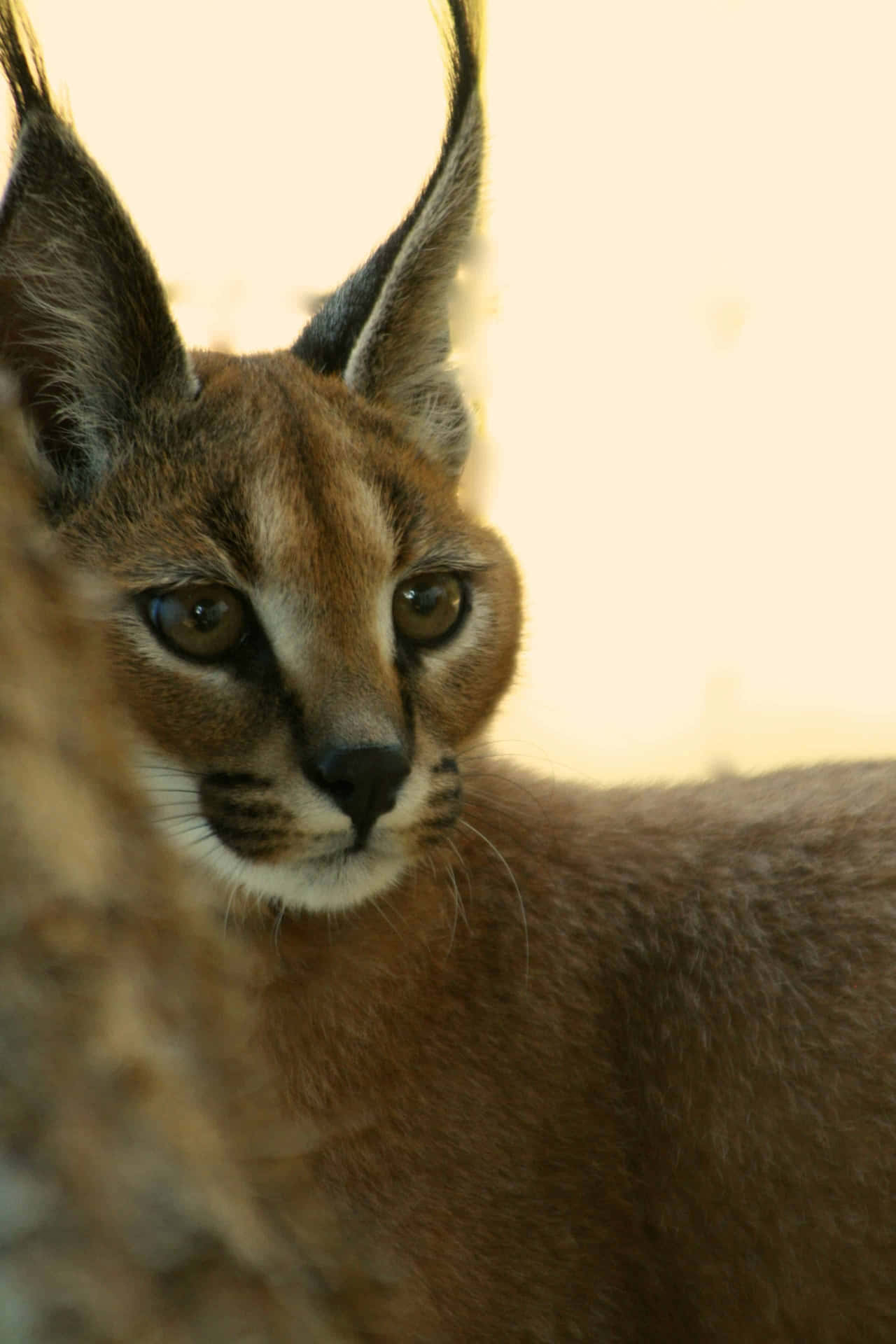 Caracal Close Up Portrait Wallpaper