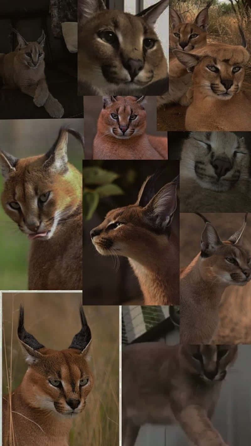 Caracal Collage Montage Wallpaper