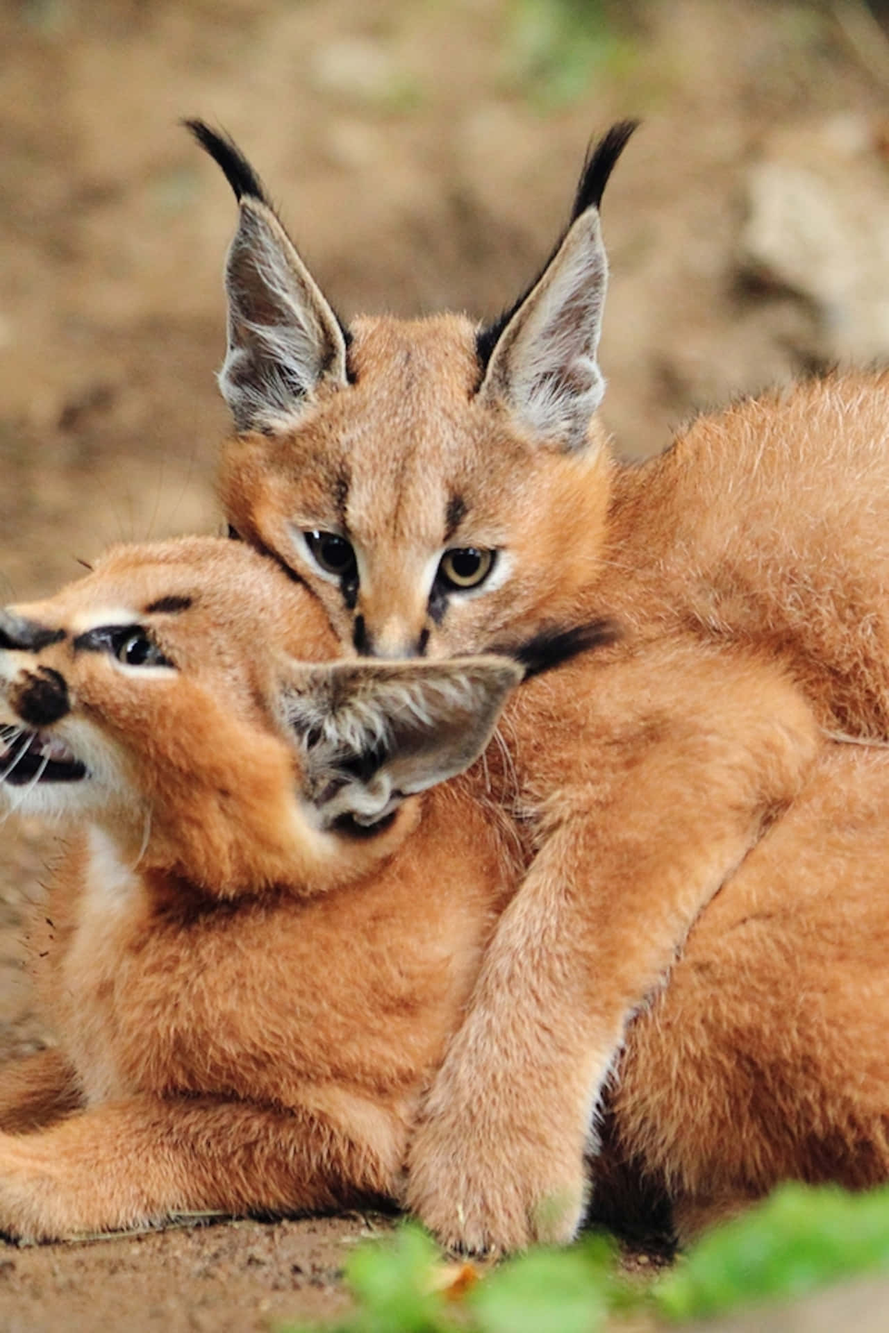 Caracal Cubs Playful Moment.jpg Wallpaper