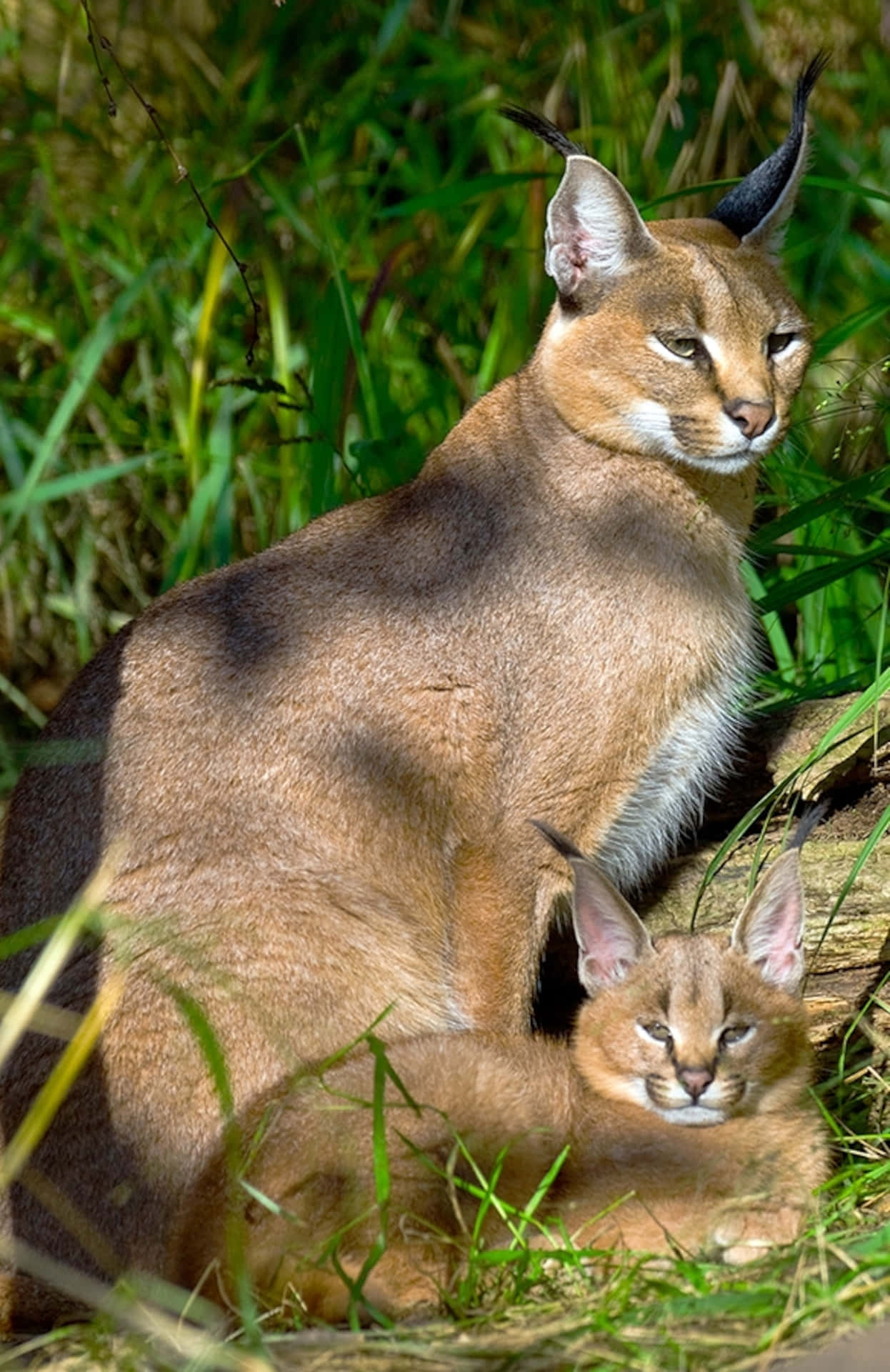 Caracal Motherand Cubin Grass Wallpaper