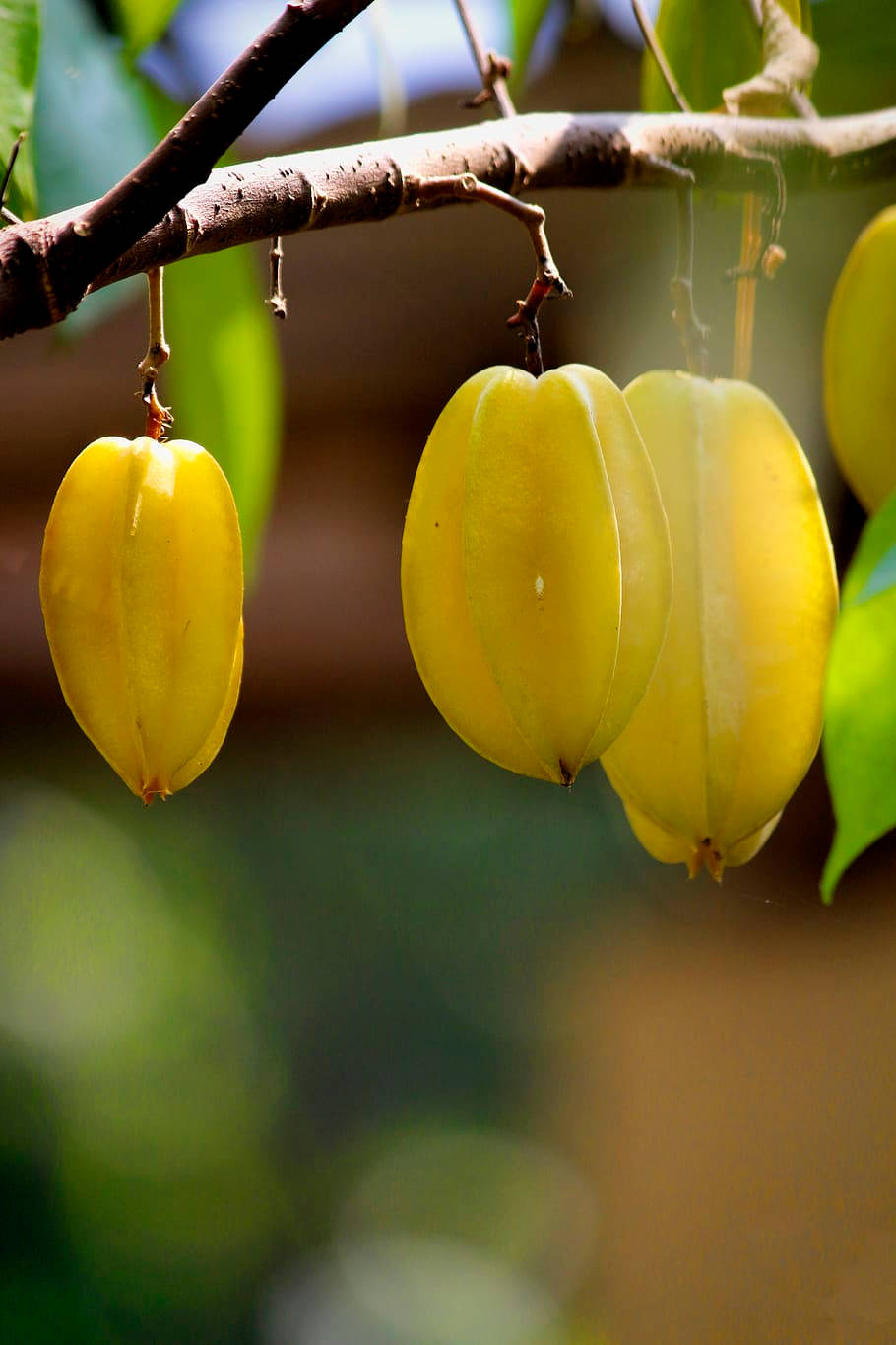 Fresh Carambola (Starfruit) hanging on a tree Wallpaper