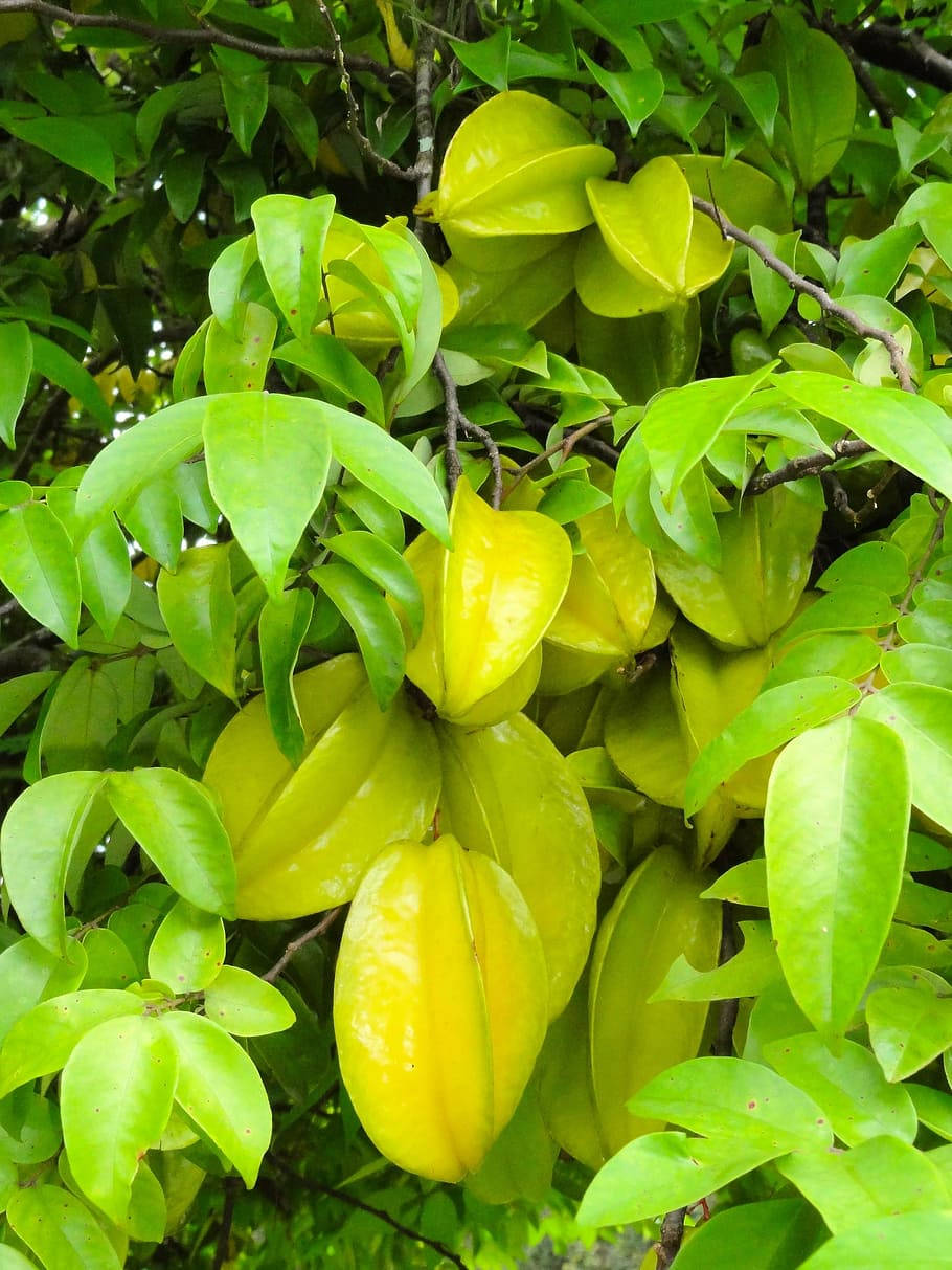 Carambola Hanging In Drooping Branches Wallpaper
