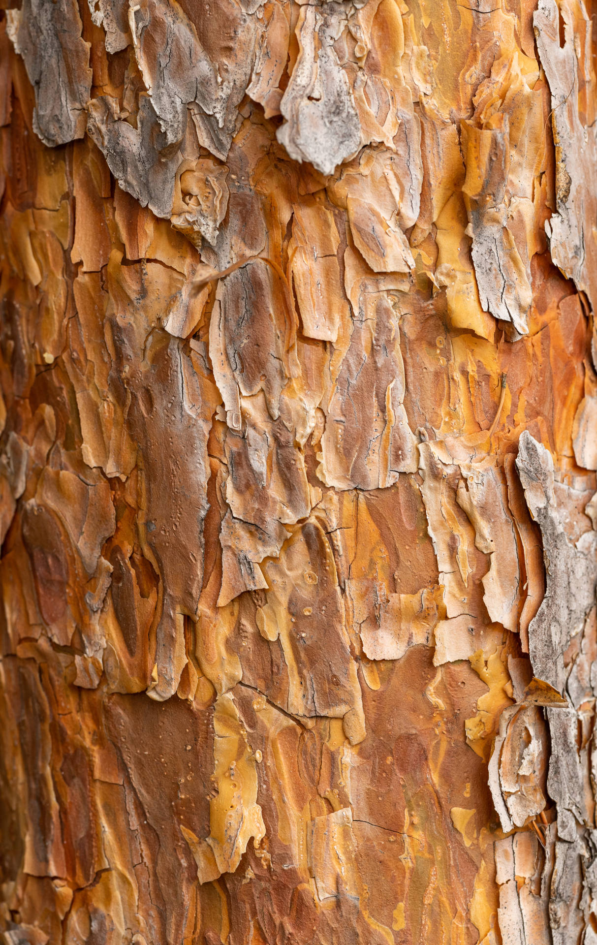 Caramel Brown Textured Bark Background