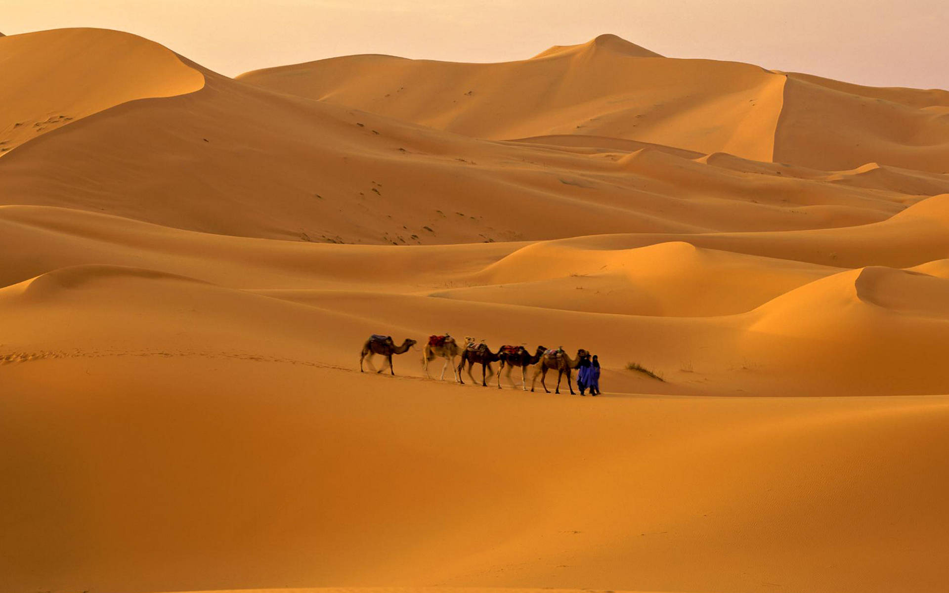 Karavane af kameler på Sahara-ørkenen Wallpaper