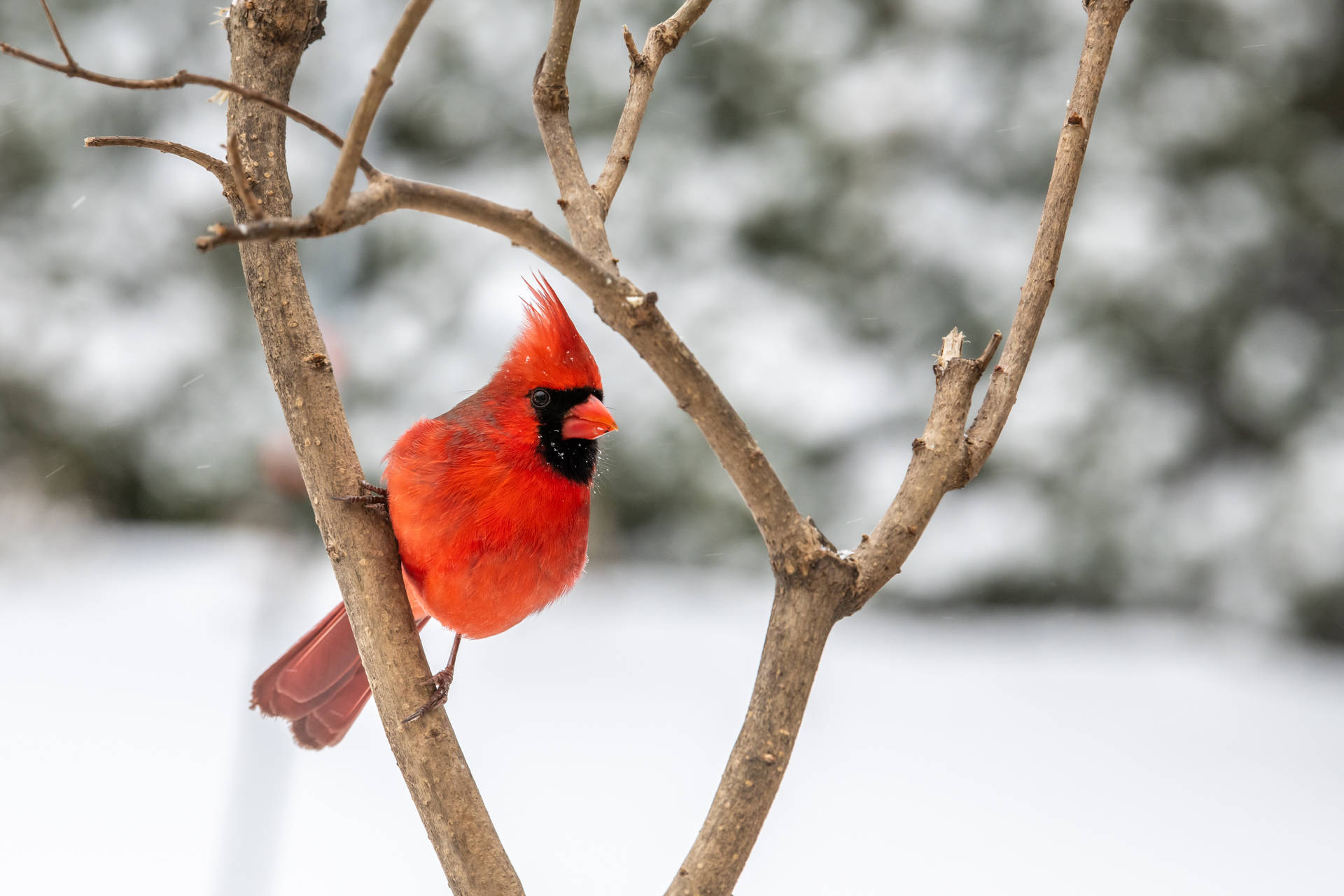 Cardinal Among Bare Branches Wallpaper