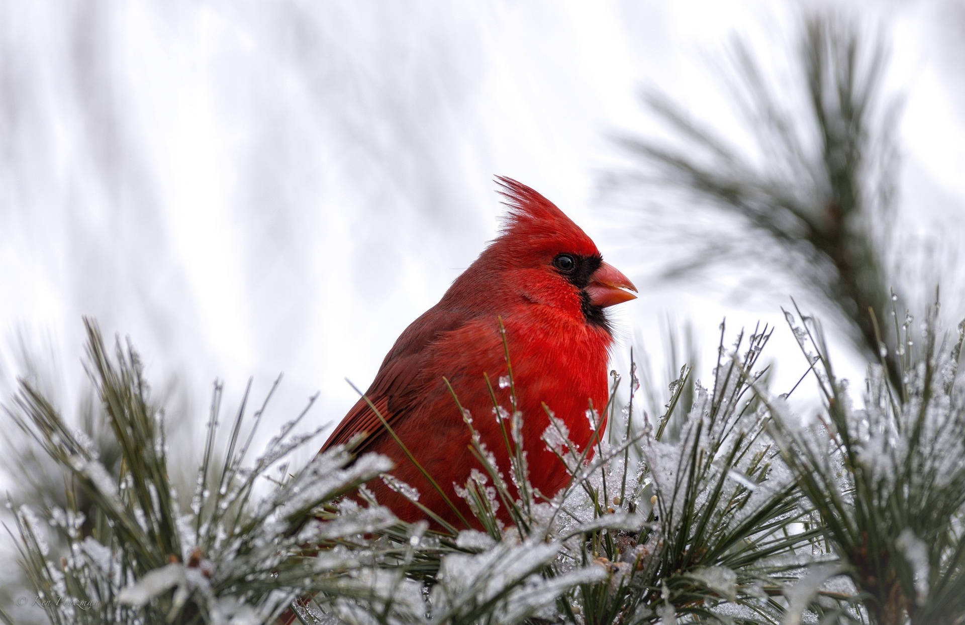 Cardinal Among Frosted Pines Wallpaper