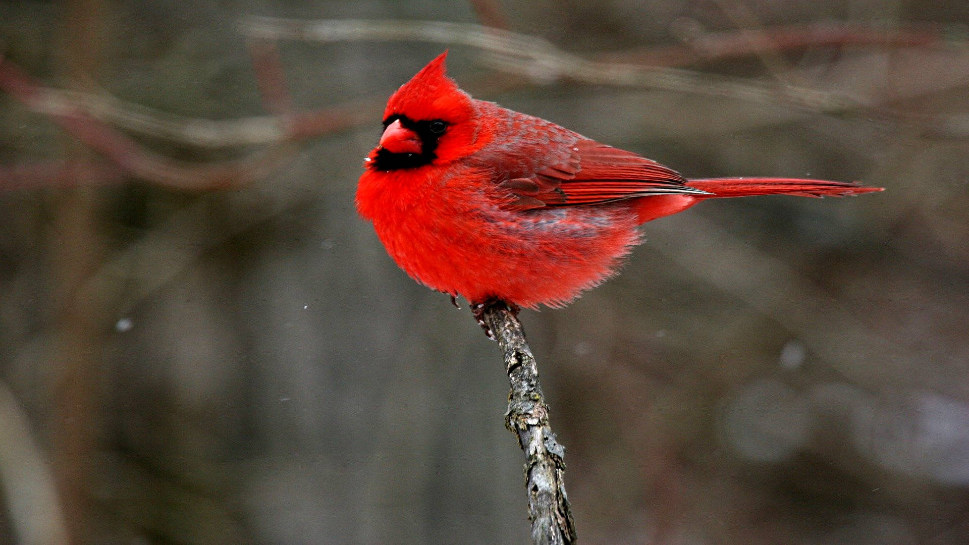 Cardinal At End Of Branch Wallpaper
