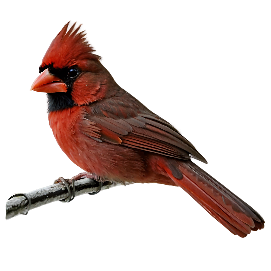 Download Cardinal Bird Png Upl | Wallpapers.com