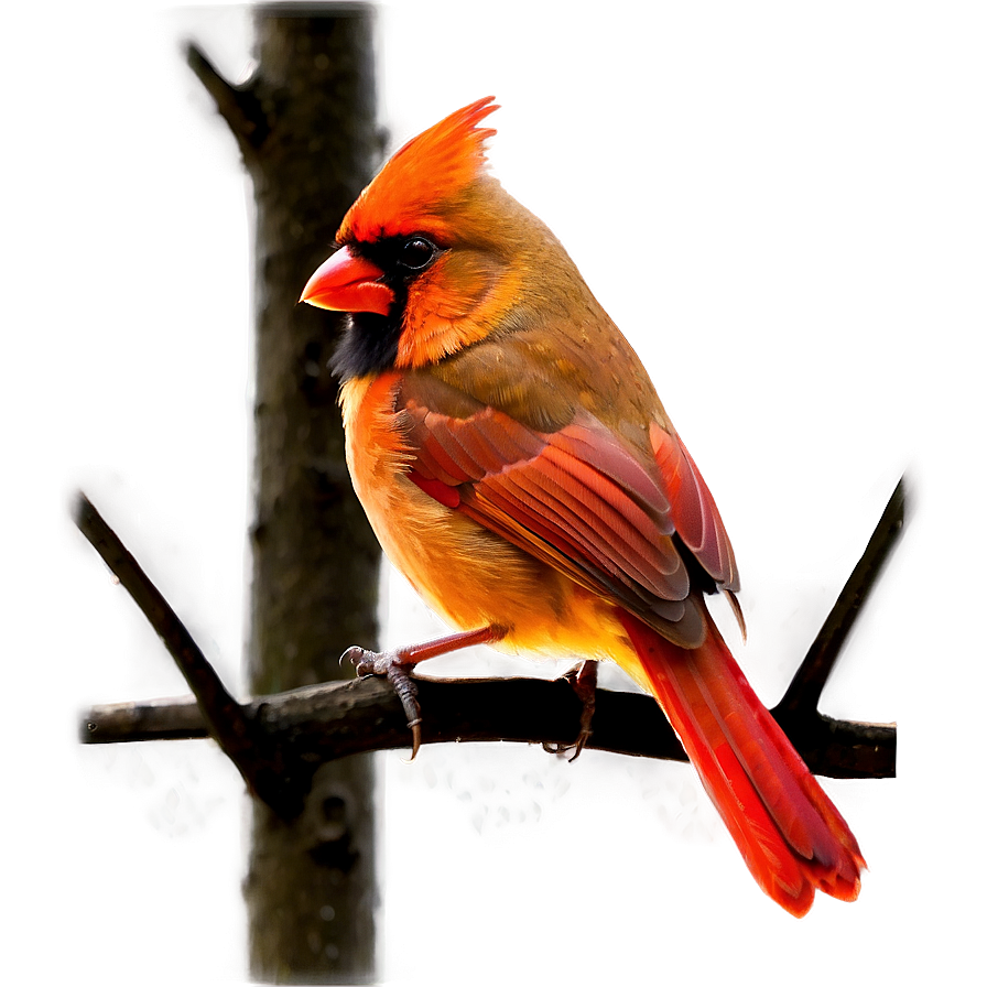 Cardinal Bird Red Png Gmo92 PNG