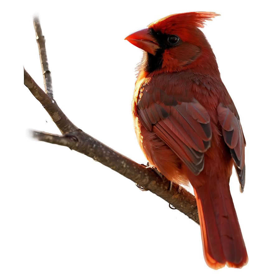 Cardinal Bird Silhouette In Sunset Png 06252024 PNG