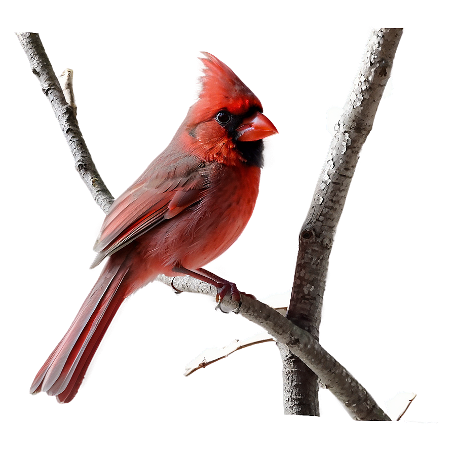 Cardinal Couple Png Lxm92 PNG