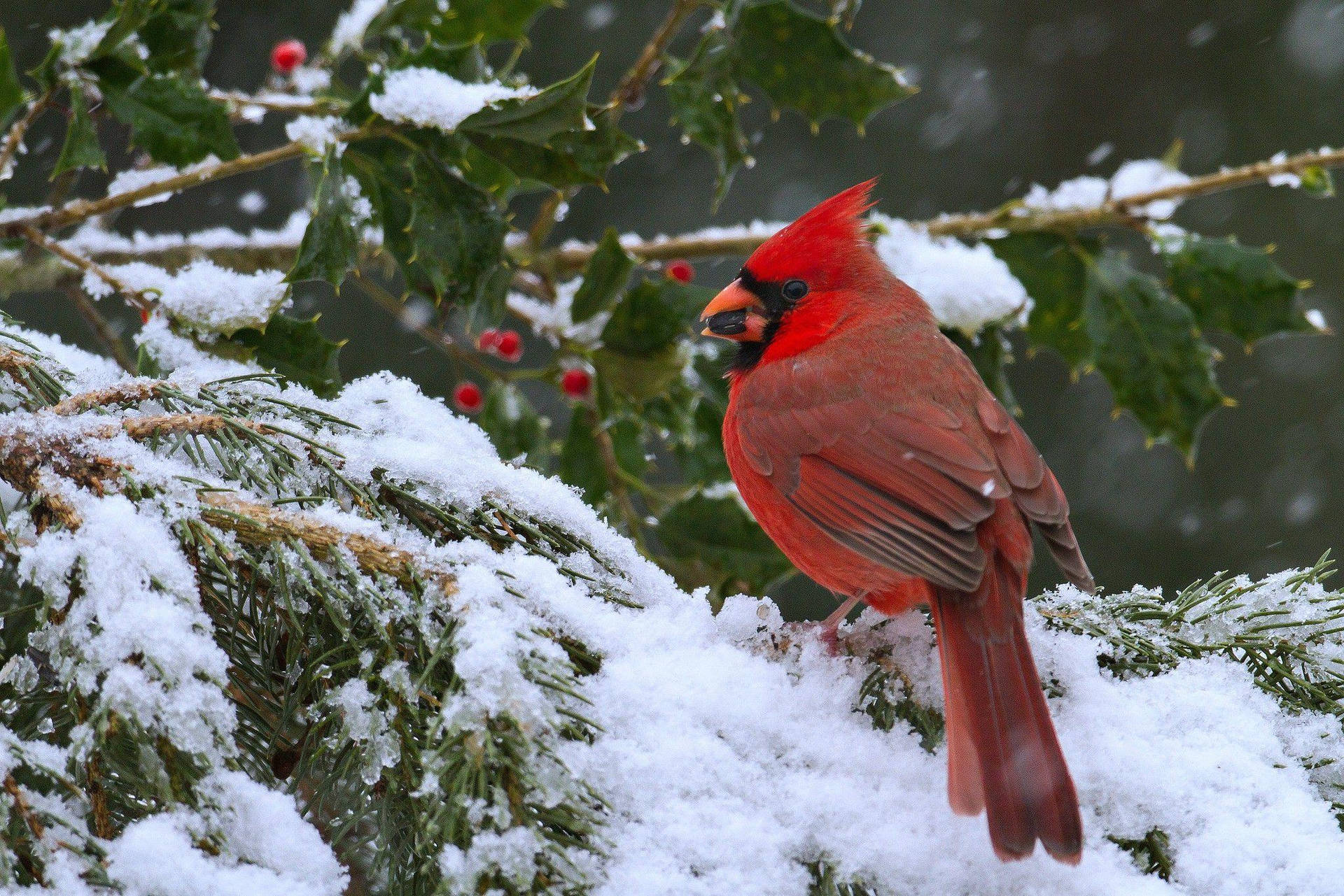 Cardinal Eating In Snow Wallpaper