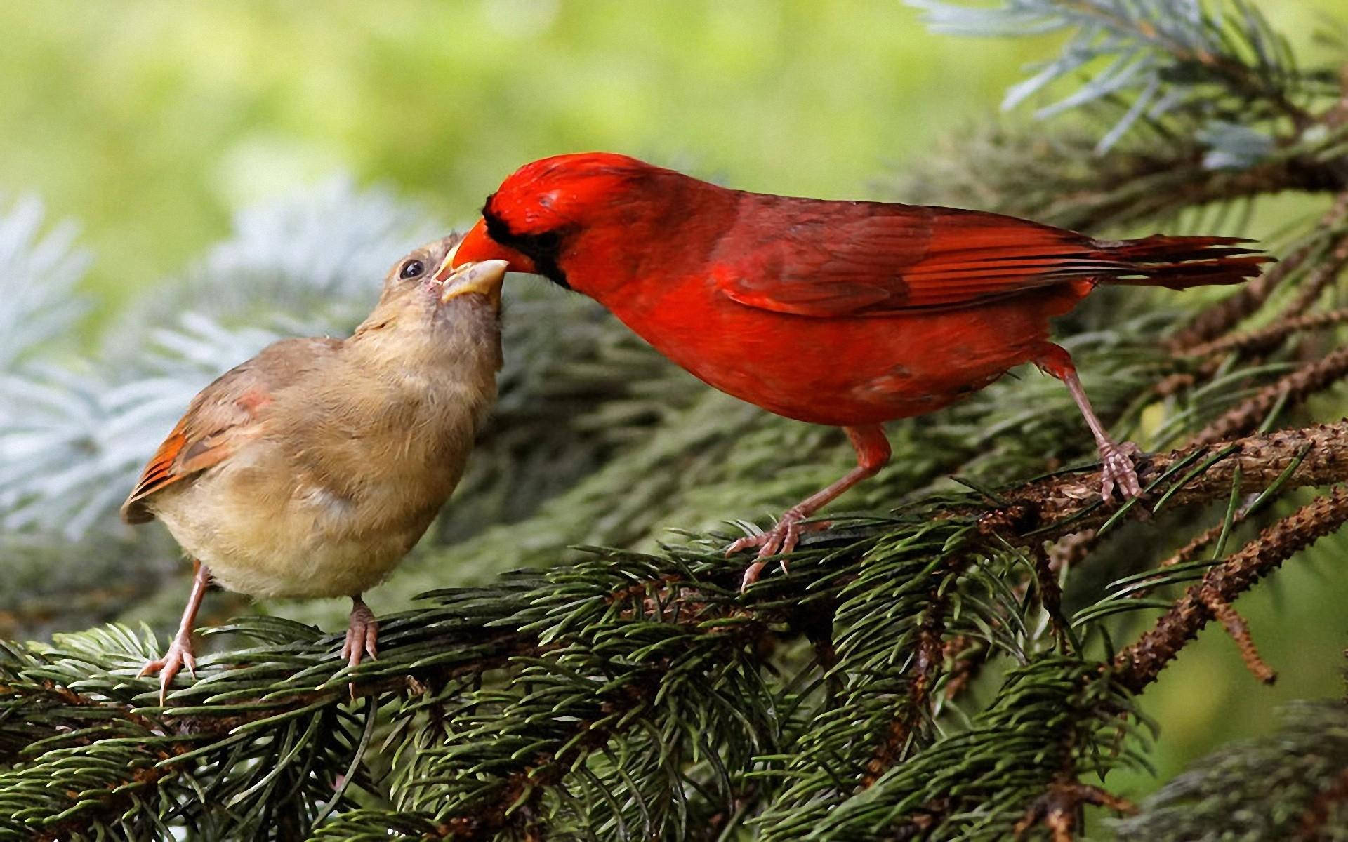 Cardinal Feeding Her Chick Wallpaper