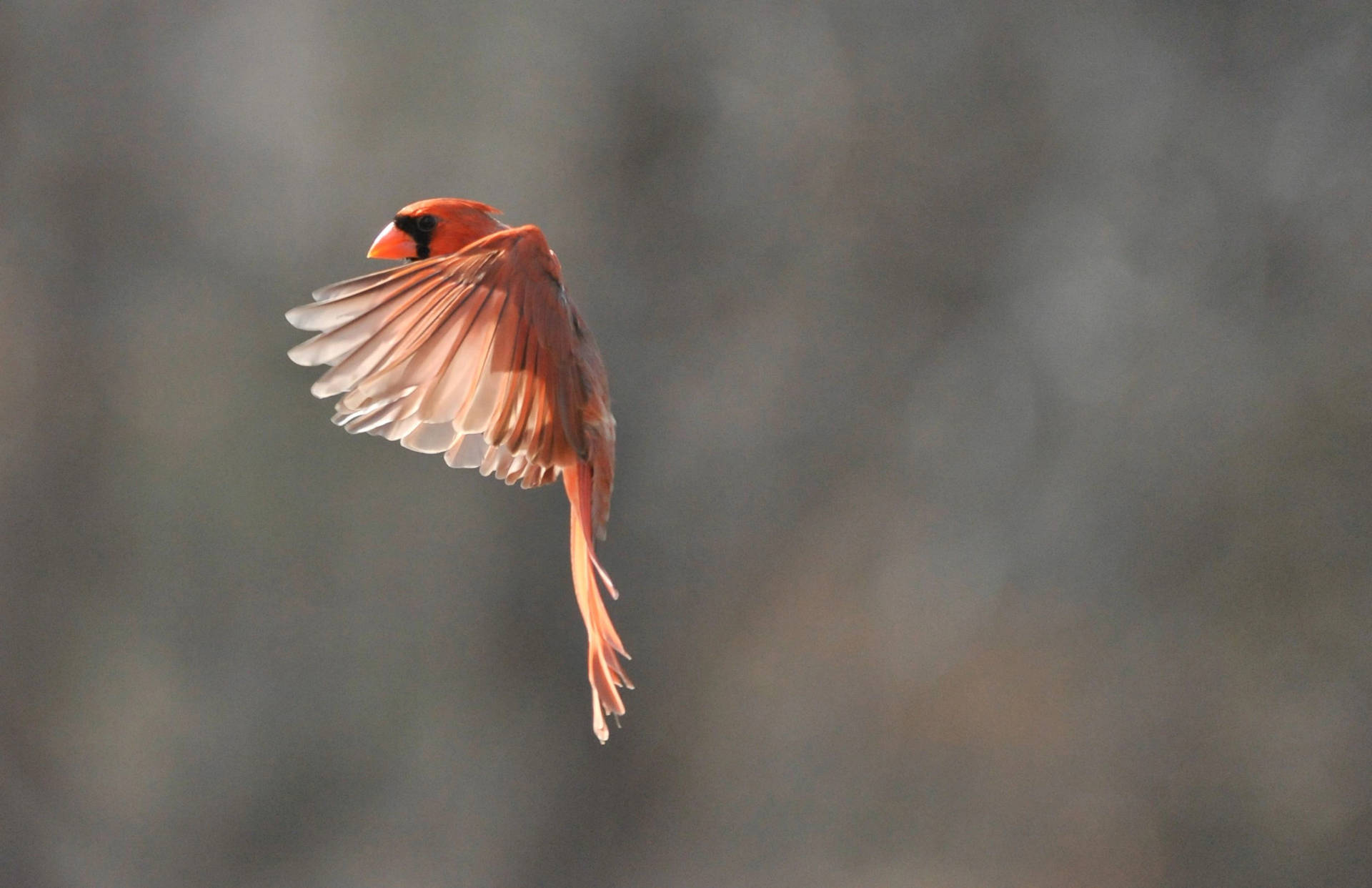 Cardinal Flapping Wings Wallpaper