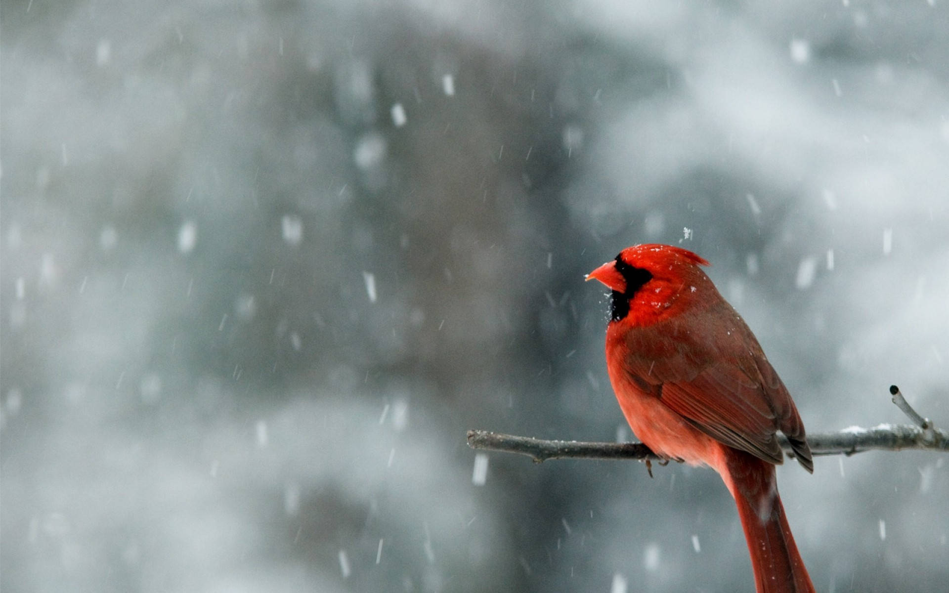 Cardinal In Snow Wallpaper