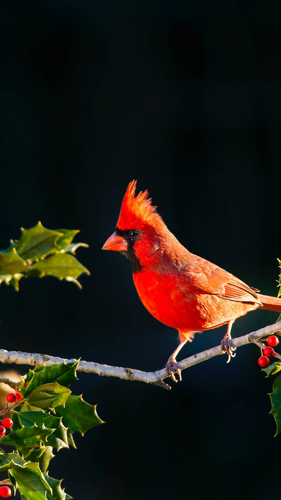 Cardinal In Sunlight Wallpaper
