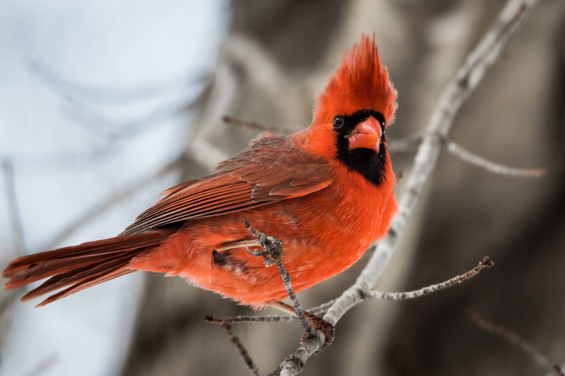 Cardinal On Branch In Winter Wallpaper