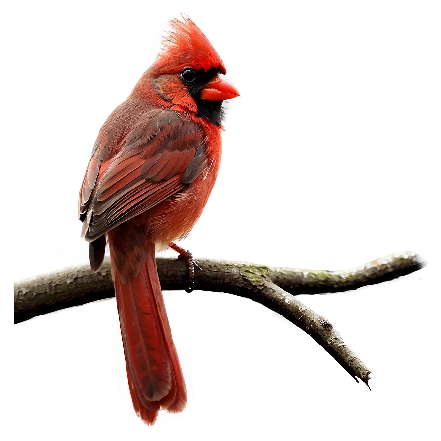 Cardinal On Branch Png 6 PNG