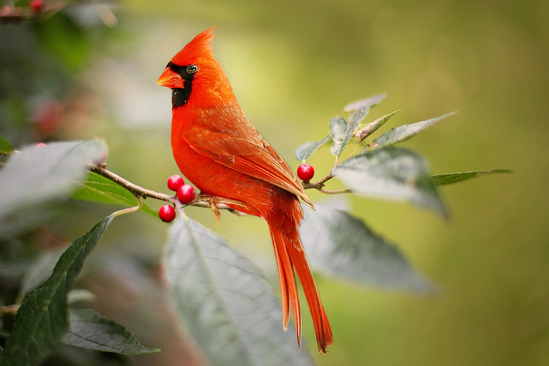 Cardinal On Branch With Berries Wallpaper