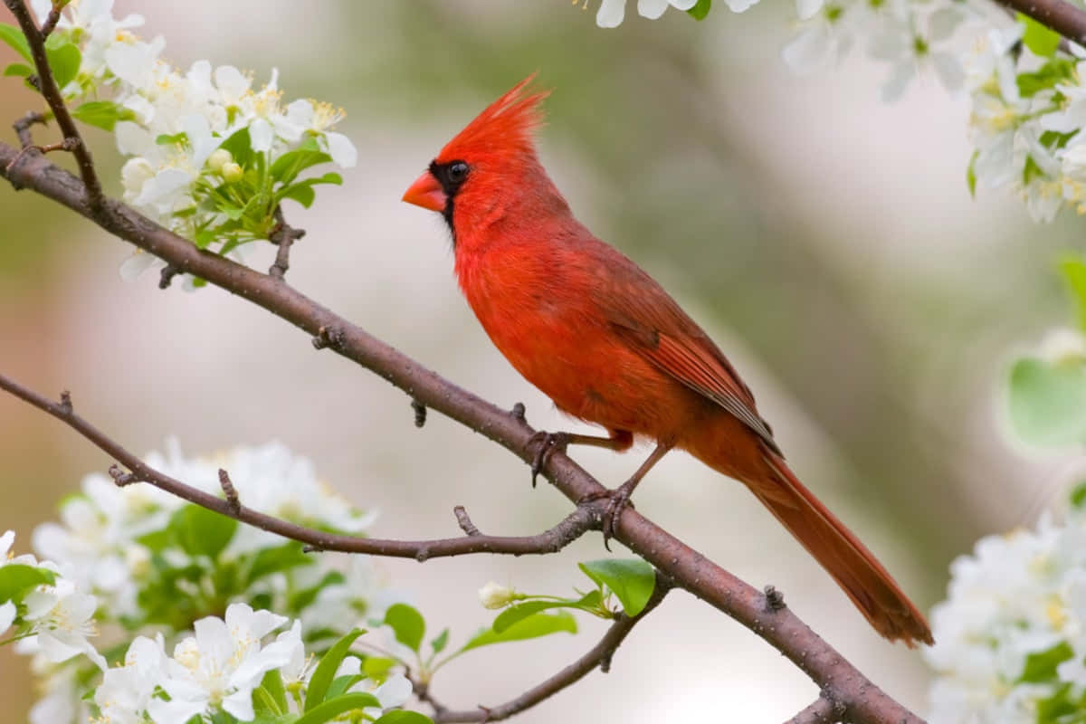 A Red Bird Is Sitting On A Branch With Flowers