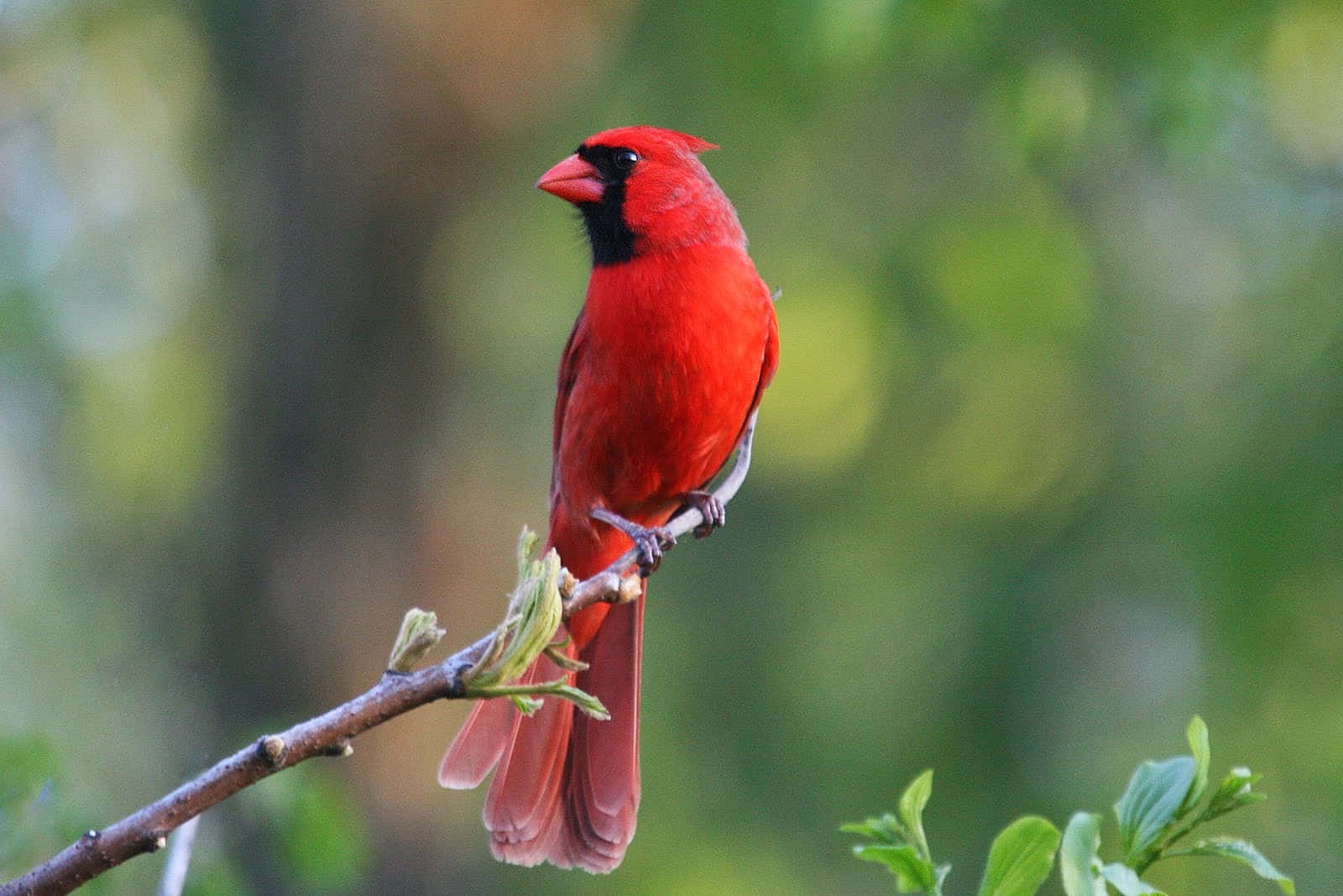 “A beautiful cardinal perched on a tree branch”
