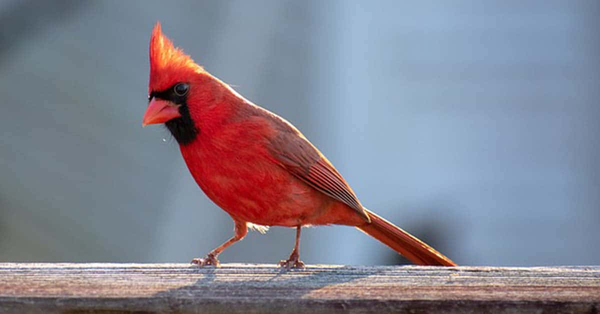 A Red Cardinal Enjoying the Sunlight