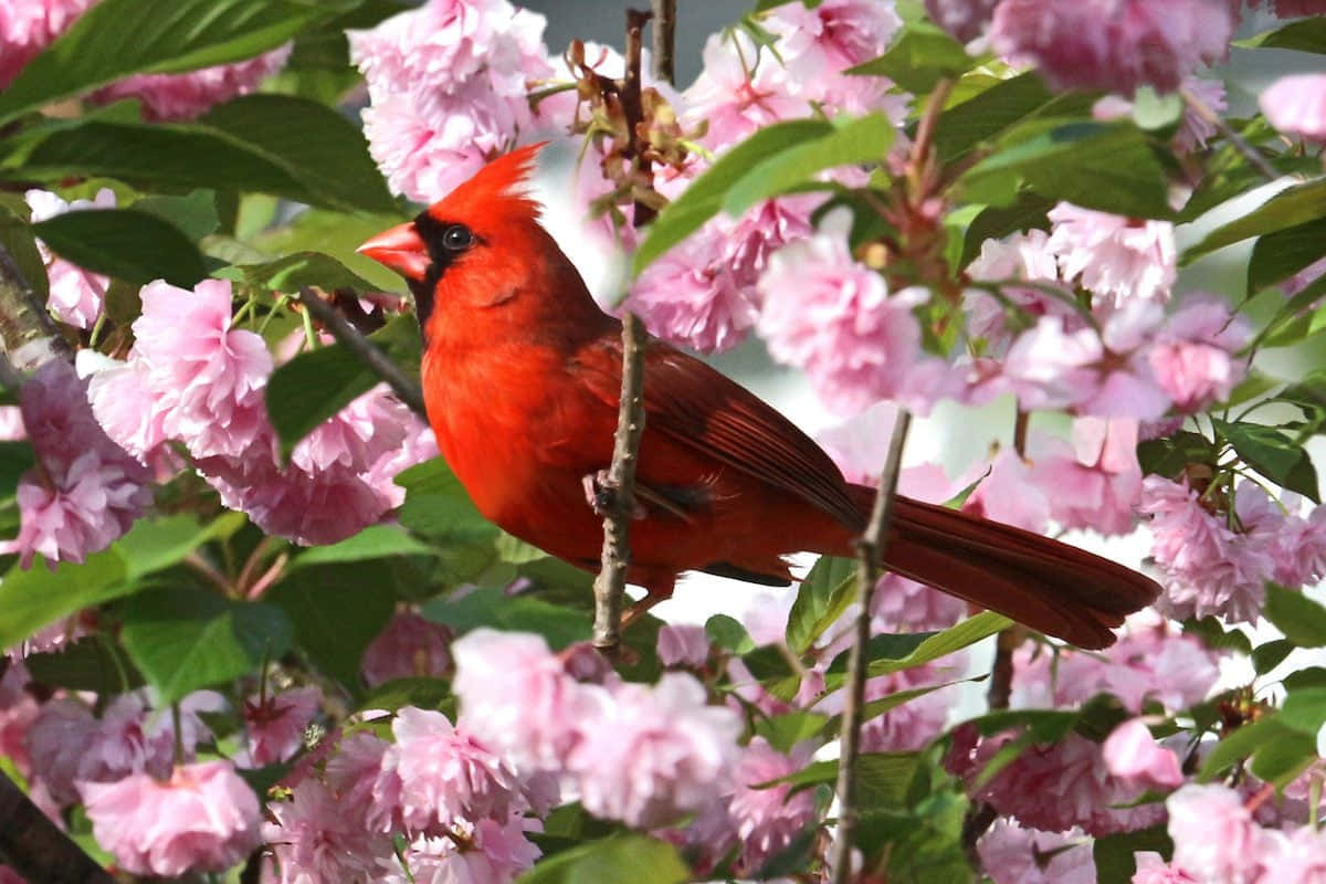 Bright Red Bird In A Winter Wonderland