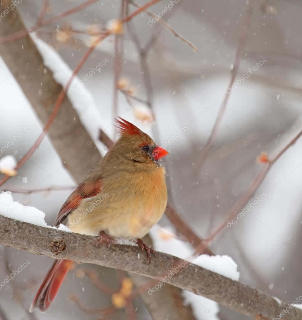 Closeup of a brightly colored cardinal in a wintery landscape