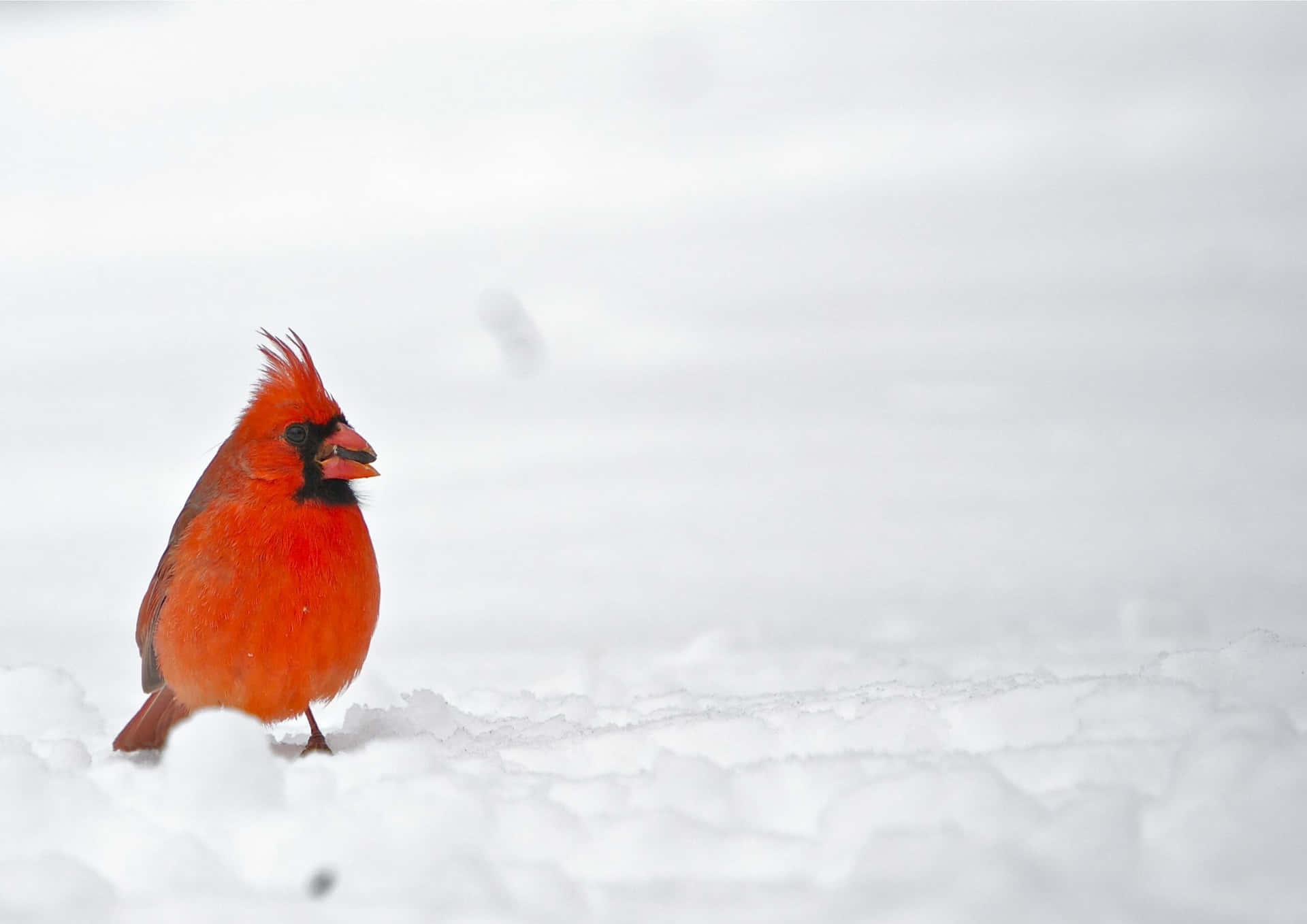 \  A vibrant red cardinal sitting on a snow-covered branch