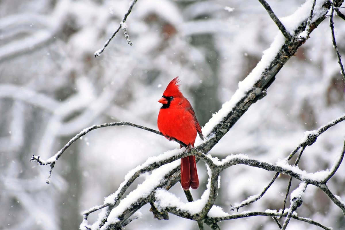 Male American Cardinal perched atop a branch