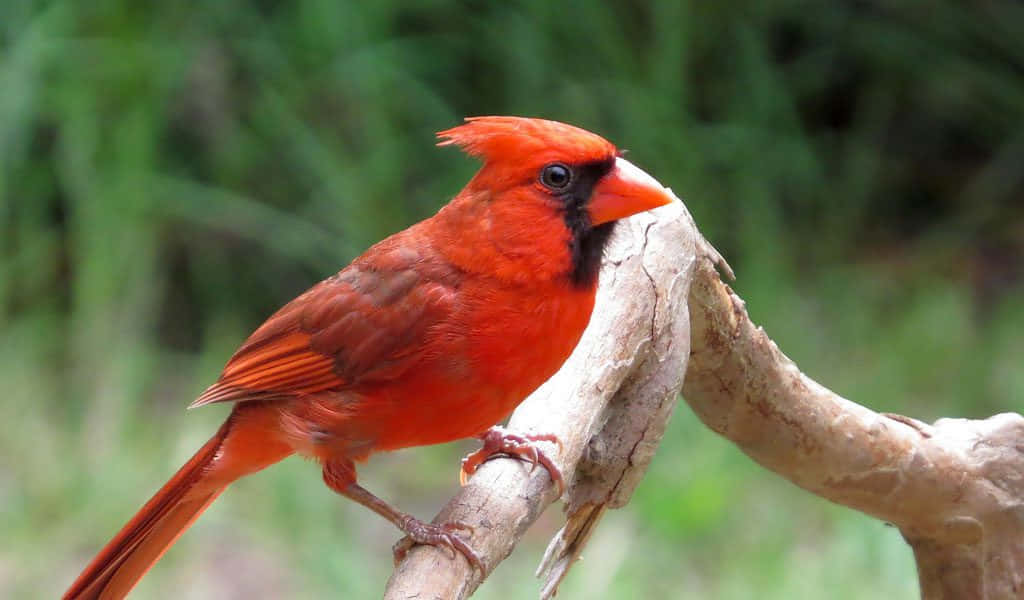 A beautiful Cardinal perched atop a branch.