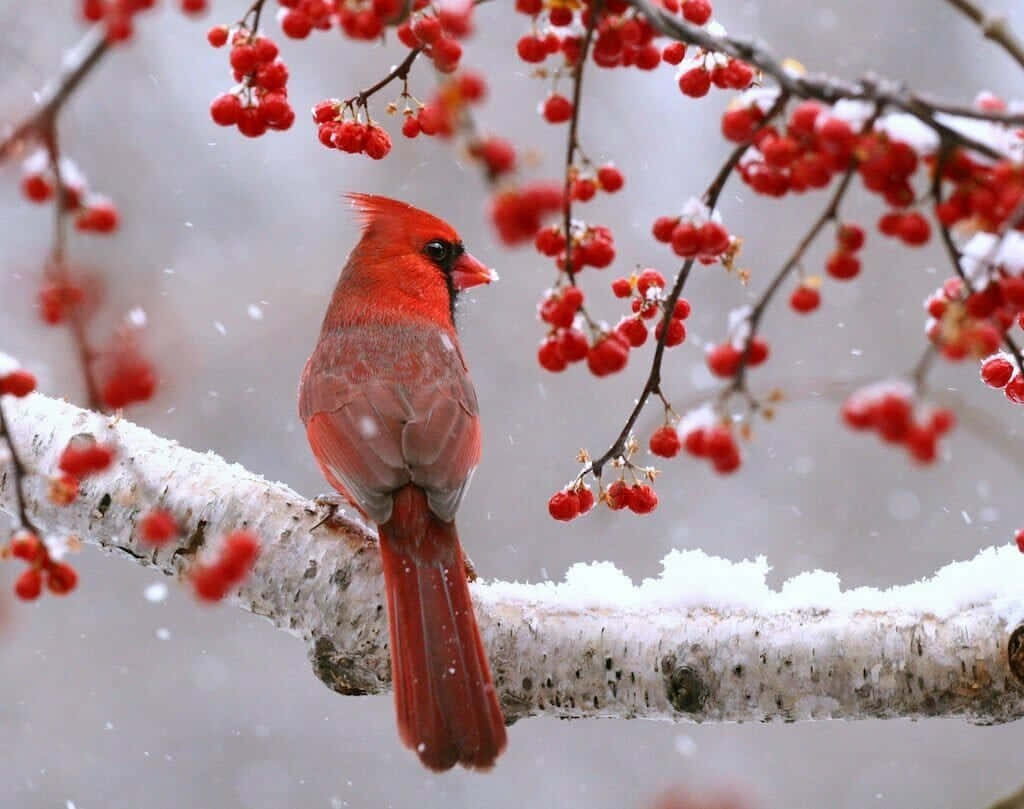 A Red Cardinal Sitting On A Branch With Red Berries
