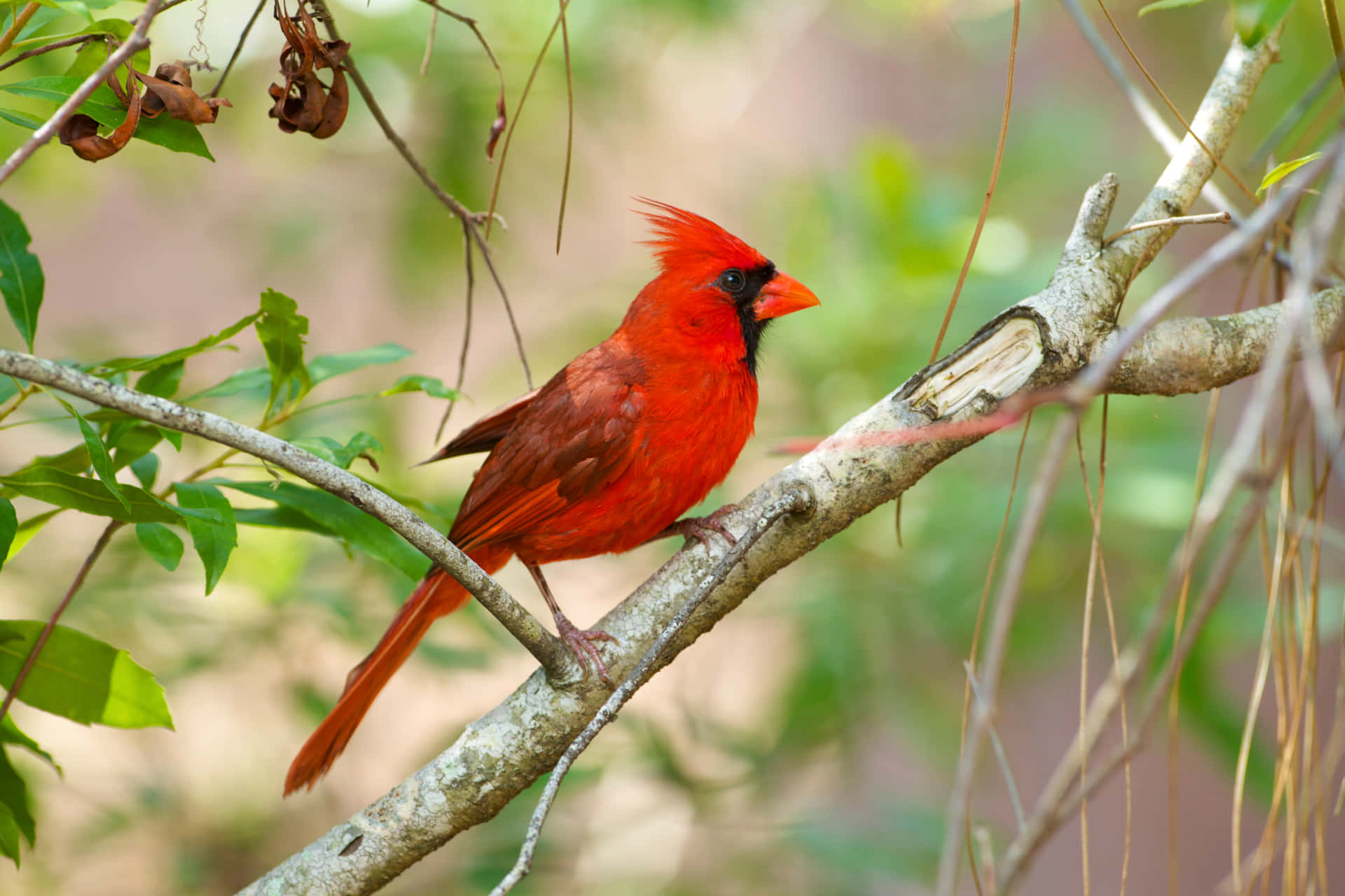 Red Cardinal Bird Sitting In A Tree