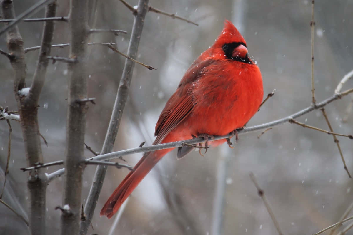 Eineleganter Kardinal In Seinem Natürlichen Lebensraum