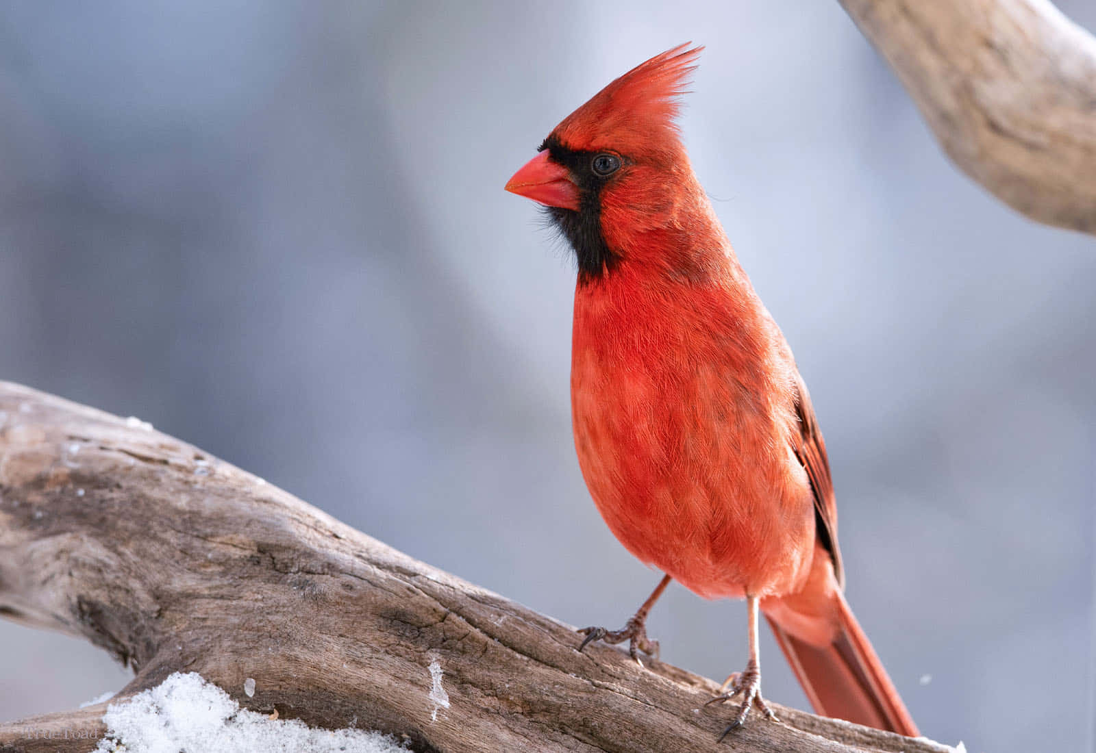 A Red Cardinal Is Sitting On A Branch In The Snow