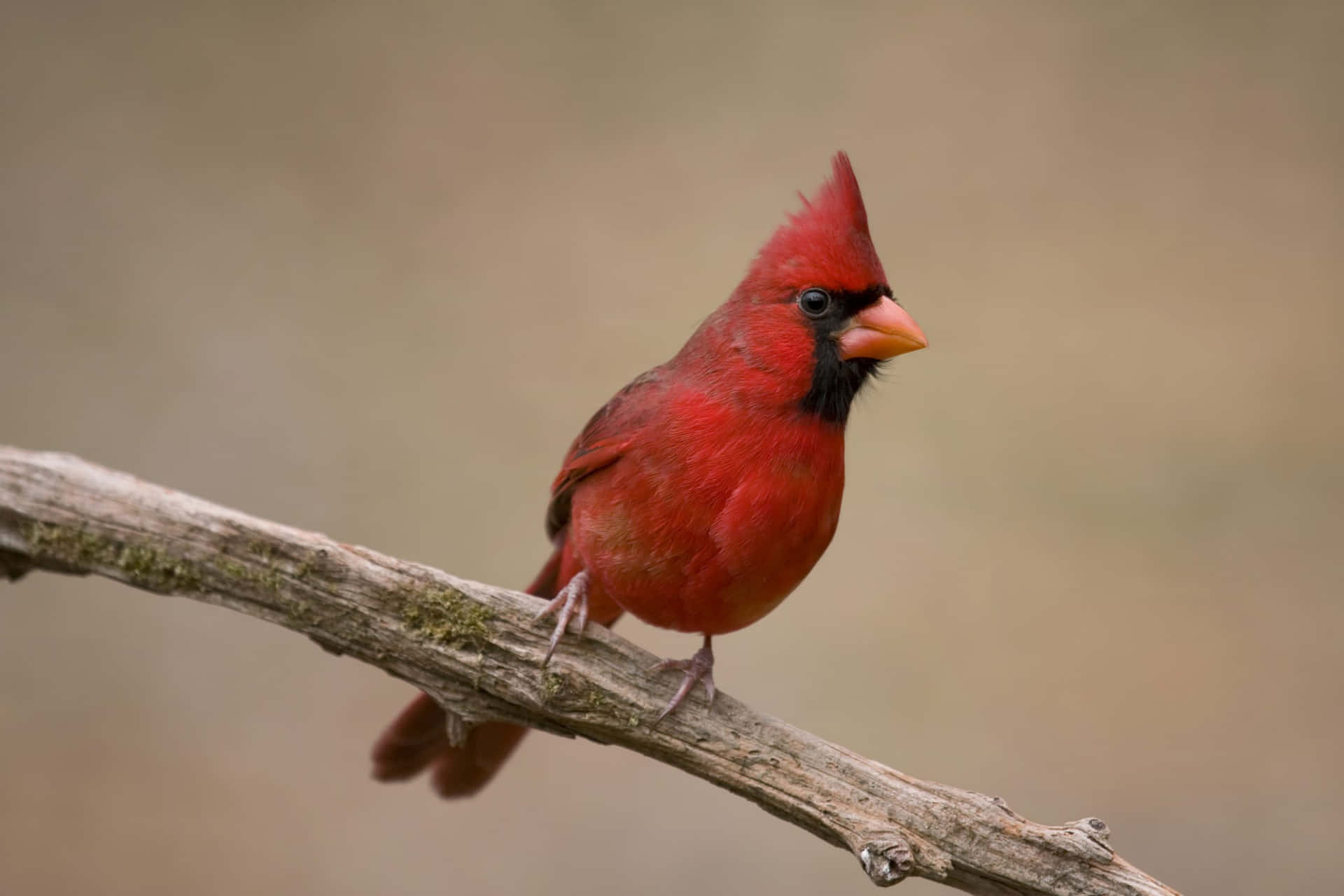Vibrant Red Cardinal Standing on a Branch