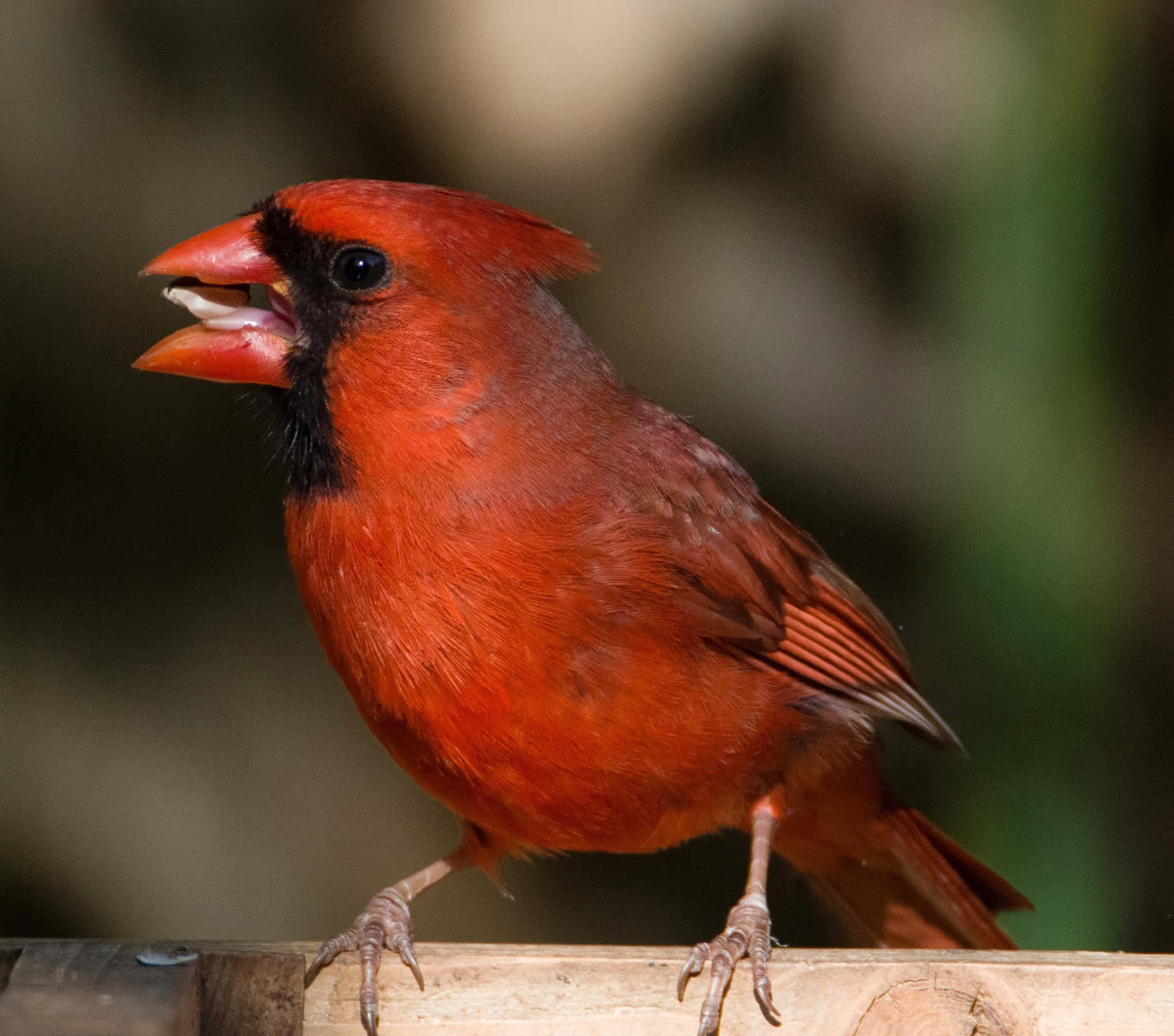 A Red Bird Is Sitting On A Wooden Railing