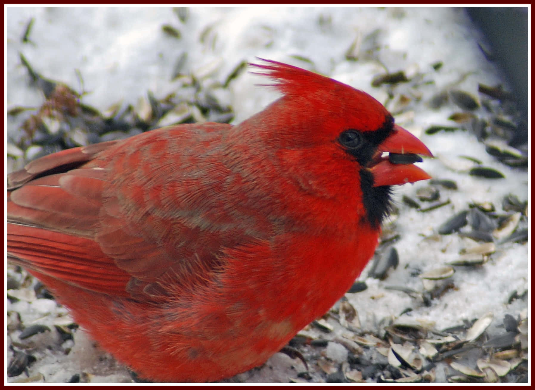 Bright Red Cardinal in a Row of Pine Cones