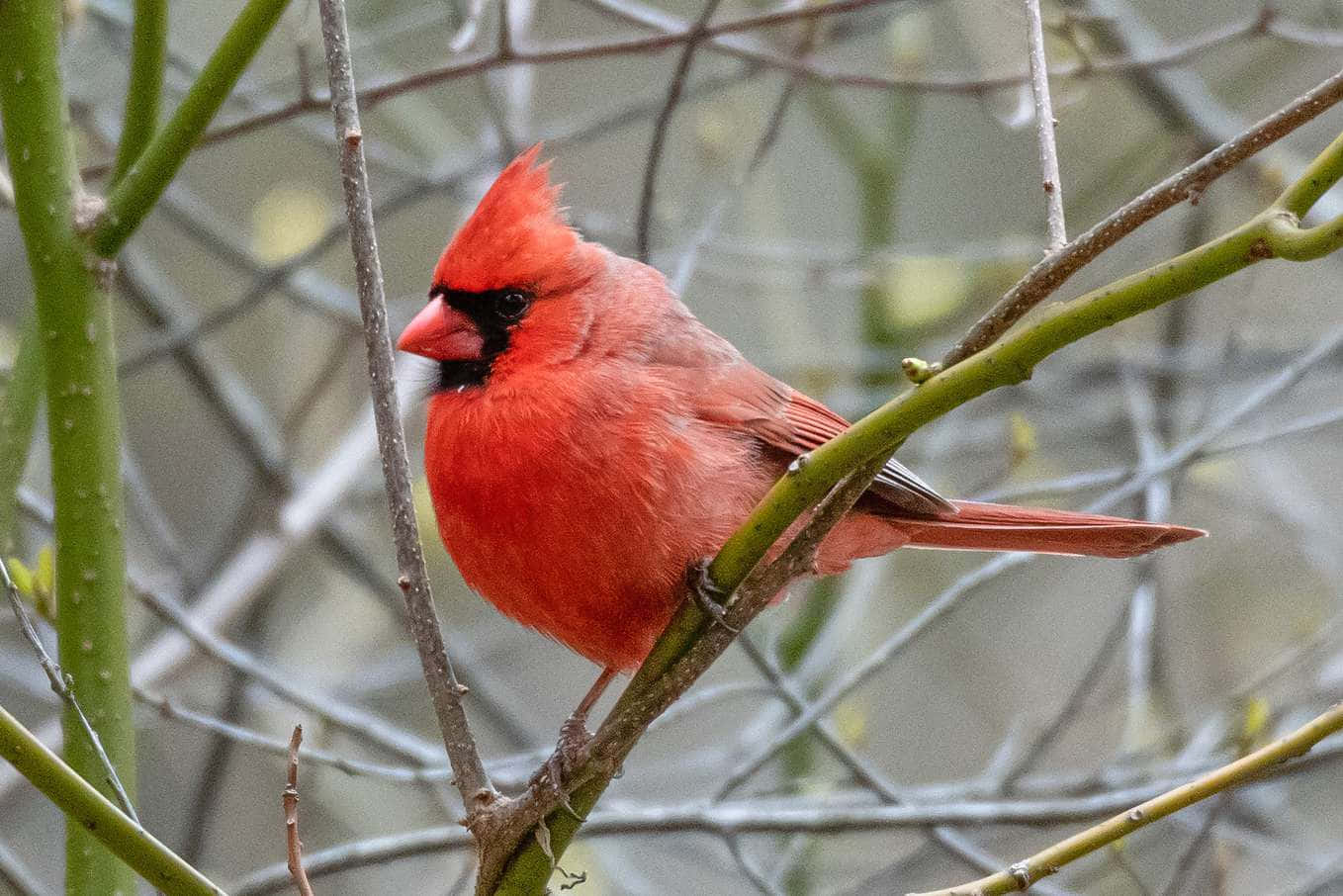 A Stunning View of a Male Northern Cardinal