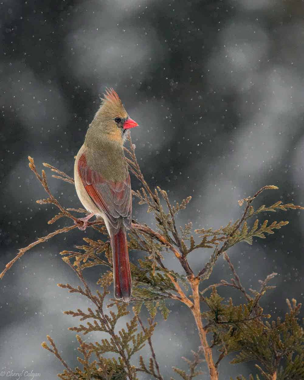 A vibrant cardinal perched atop a branch