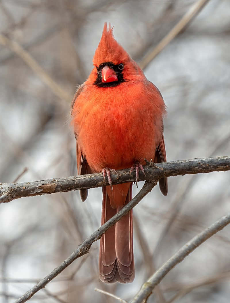 A beautiful cardinal perched atop a pine tree