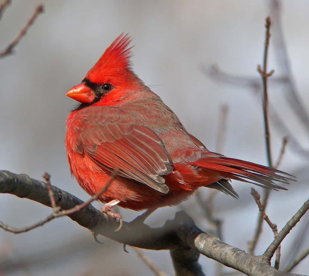 A Bright Red Cardinal Taking Flight