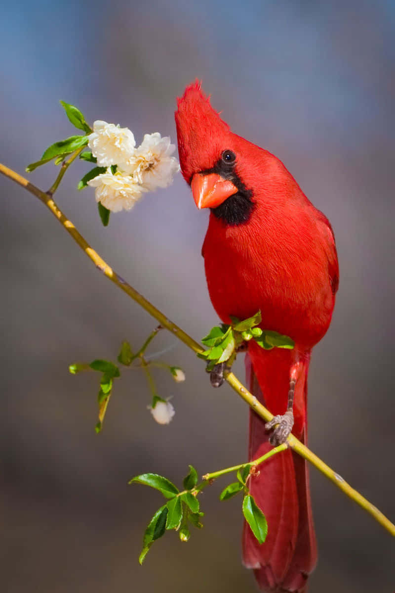 Einroter Kardinal Sitzt Auf Einem Ast Mit Blumen.