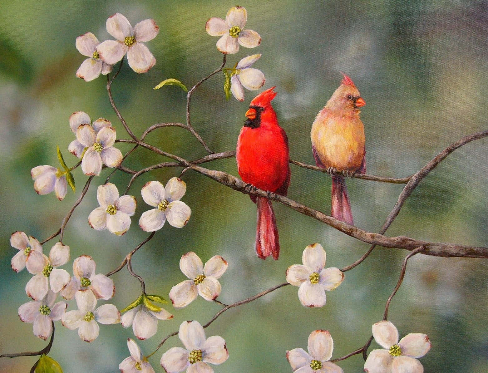 Kardinalbringt Lebendige Farben In Ihren Garten